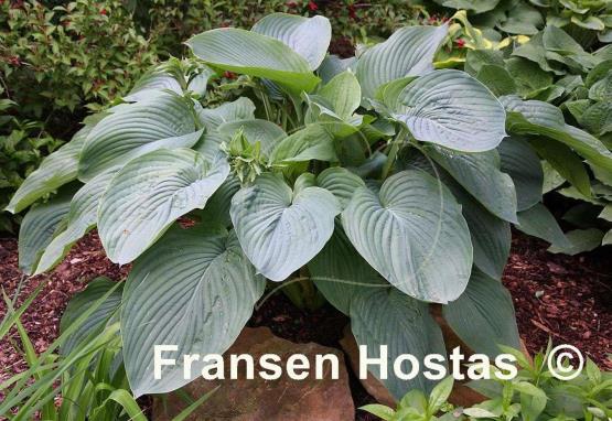 Hosta Empress Wu